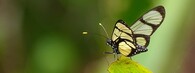 Motýl Methona confusa s průhlednými křídly