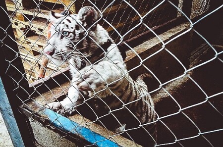 V Mexiku celníci objevili například pašované mládě bílého tygra (na snímku), v Rusku plný kontejner želv a v Indii plameňáka.