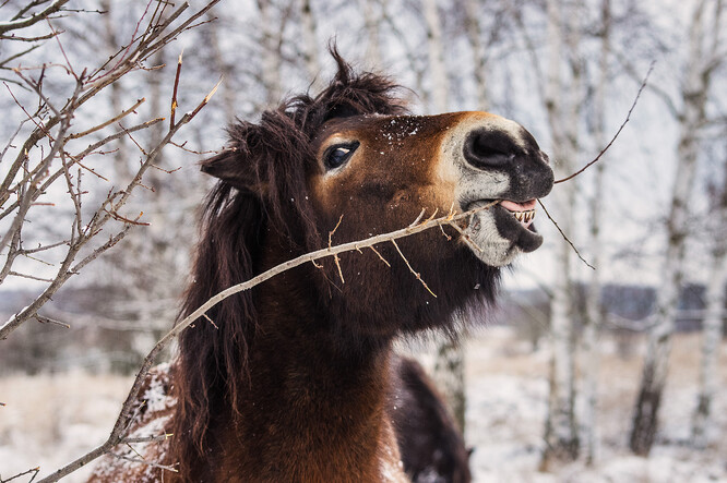 Exmoorský kůň okusující slívu. Velcí kopytníci okusují dřeviny zejména v zimě, proto chceme-li redukovat expanzi náletových dřevin, je nezbytností celoroční pastva. Milovice.