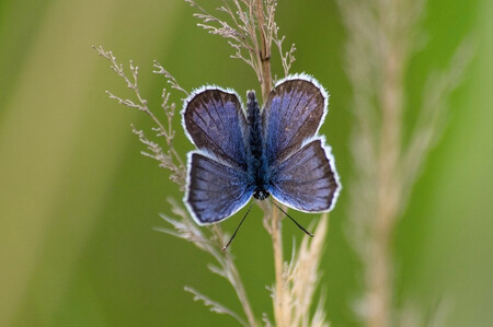 V České republice je za původní považováno 161 druhů denních motýlů, bez vřetenušek. Z toho 19 druhů, tedy 12 procent, vyhynulo v uplynulých zhruba 100 letech. Na snímku modrásek černolemý.