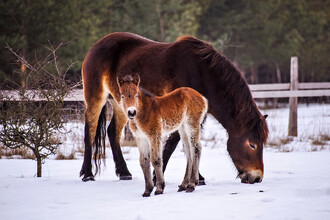 Pozitivní příběhy po Česku? V milovické rezervaci se daří chovat divoké koně. Prospívá to místní přírodě.