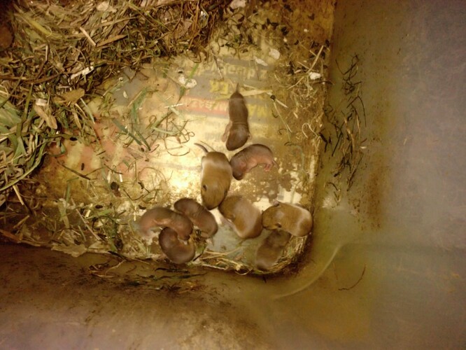 Vrh dvou samic hraboše s mláďaty blízkého stáří v jednom hnízdě.