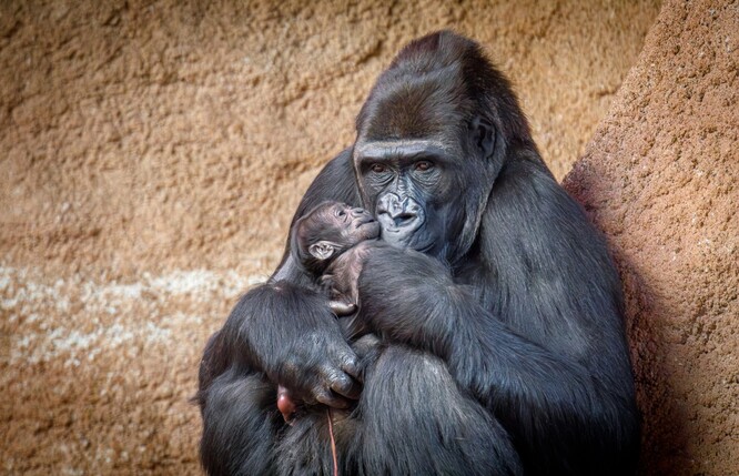 Mládě se v zoo narodilo v úterý večer, matkou je samice Duni a otcem samec Kisumu. Pohlaví zatím není známé.
