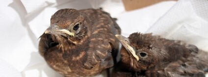 Mladí kosi. Foto: Pražská zvířecí záchranka Mladí kosi. Foto: Pražská zvířecí záchranka