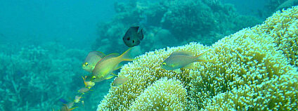 Objev může pochopit adaptaci na extrémní podmínky. Foto: ngkhai.net/Wikimedia Commons Objev může pochopit adaptaci na extrémní podmínky. Foto: ngkhai.net/Wikimedia Commons