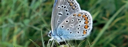 Modrásek jehlicový patří k nejčastějším městským motýlům Foto: Příroda ve městě