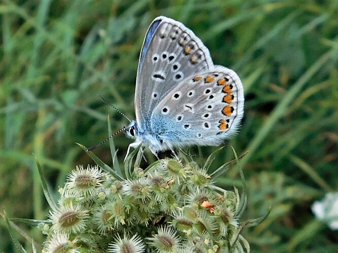 Modrásek jehlicový patří k nejčastějším městským motýlům
