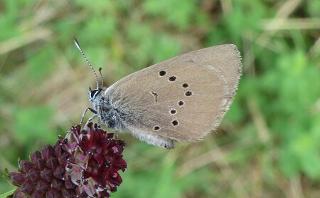 Záříčské louky jsou domovem modráska bahenního. Záříčské louky jsou domovem modráska bahenního.