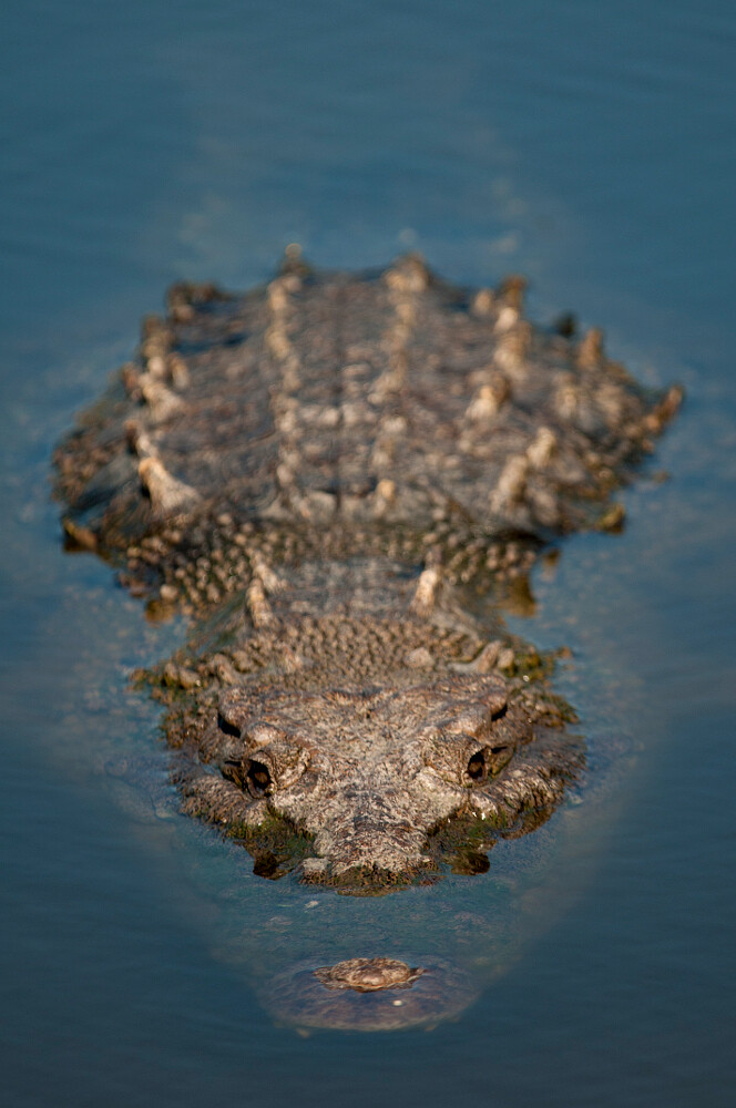 Krokodýl americký je hlavním hrdinou filmu Dotek modrého krokodýla. / Krokodýl americký (Crocodylus acutus) je nejrozšířenějším ze čtyř druhů amerických krokodýlů. Obývá pobřeží Atlantského a Tichého oceánu na území Belize, Kolumbie, Kostariky, Dominikánské republiky, Ekvádoru, El Salvadoru, Guatemaly, Haiti, Hondurasu, Nikaragui, Mexika, Panamy, Peru, Spojených států a Venezuely.