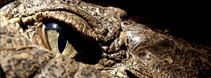 Krokodýl americký je hlavním hrdinou filmu Dotek modrého krokodýla. Foto: Petr Tomaides/Petr Myška Dotek modrého krokodýla