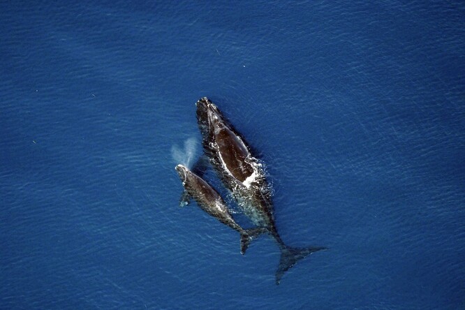 V oceánech v současnosti žije kolem 360 velryb černých a boj o přežití druhu ztěžují mimo jiné kolize s loďmi. Povinné sezónní snížení rychlosti v některých oblastech zavedla v roce 2008 vládní agentura spadající pod americký Úřad pro oceány a atmosféru (NOAA).
