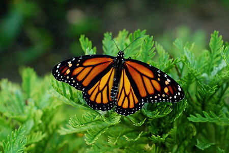 Kromě poletujících zástupců hmyzu mohou návštěvníci přímo ve skleníku pozorovat líhnutí motýlů z kukel. Z 6500 kukel dovezených z motýlí farmy ve Stratfordu nad Avonou se postupně líhne 50 druhů motýlů. / ilustrační foto