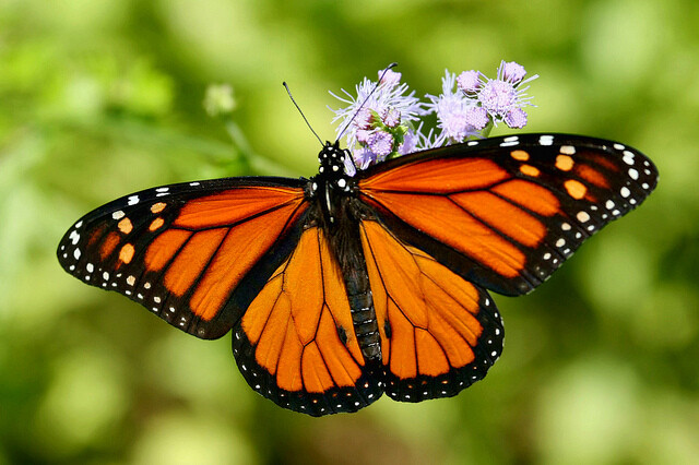 Na červený seznam ohrožených druhů se zařadil monarcha stěhovavý.