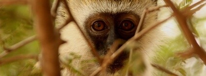 Opice Foto: Pxhere Opice Foto: Pxhere