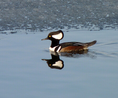 Budky jsou v USA zřizovány například pro morčáka chocholatého Budky jsou v USA zřizovány například pro morčáka chocholatého