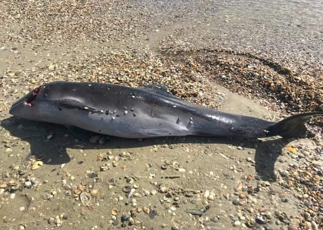 Mrtvý delfín na pobřeží Přírodní park Tuzlovské limany (duben 2022).
