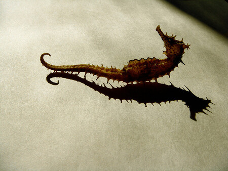 Vysušené mořské koníky turisté považují za zajímavý suvenýr. Ilustrační foto. Vysušené mořské koníky turisté považují za zajímavý suvenýr. Ilustrační foto.