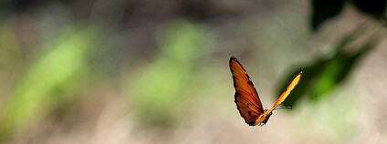 Motýl Foto: gabontour / Flickr.com