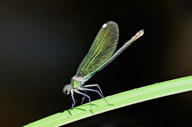Vážky jsou starodávnou skupinou hmyzu, která je na Zemi už více než 300 milionů let. Jako jedny z prvních živočichů opustily vodní prostředí, ale zůstaly na něm vývojově závislé. Na obrázku motýlice obecná.