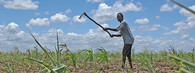 Mozambický zemědělec pracuje na poli s kukuřicí