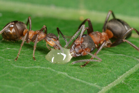 Mravenec pospolitý při mlsání kapky medu