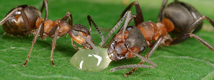 Mravenec pospolitý při mlsání kapky medu. Foto: Veronika Souralová / Naše příroda
