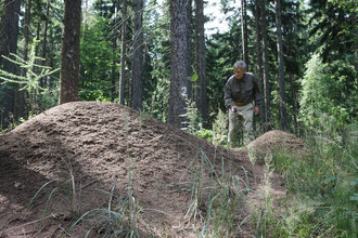 Obří mraveniště lesních mravenců rodu Formica; průměr základny dosahuje až 5 m