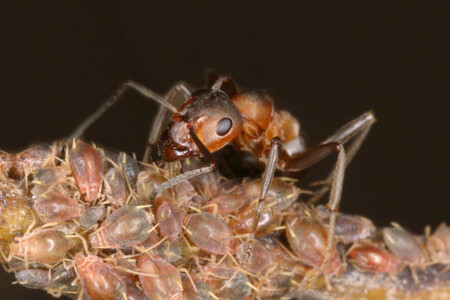 Mravenci pečují o mšice, které vylučují sladkou medovici.