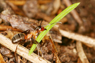 Mravenčí dělnice unese až 32 krát (!) více, než sama váží.