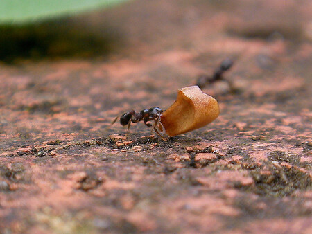 Hlavní pozornost věnují autoři výstavy tzv. eusociálnímu hmyzu, tedy hmyzu žijícímu v důmyslně uspořádaných státech. Nejznámějšími představiteli tohoto hmyzu jsou termiti, vosy, mravenci a některé druhy včel.