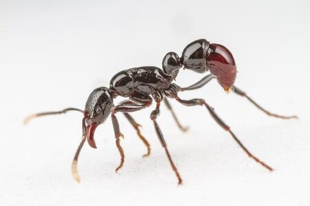 Mravenec Gnamptogenys albiclava, který byl dosud znám jen z jednoho exempláře sebraného před 100 lety. Vědci z BC nalezli několik kolonií v horské oblasti ostrova Guadalcanal a zdokumentovali jeho biologii.