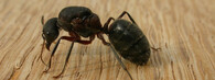 Mravenec rodu Camponotus