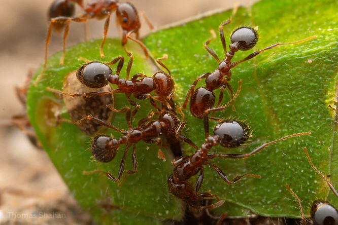 Mravenec ohnivý. Mravenec ohnivý.