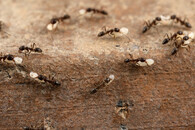 mravenec argentinský