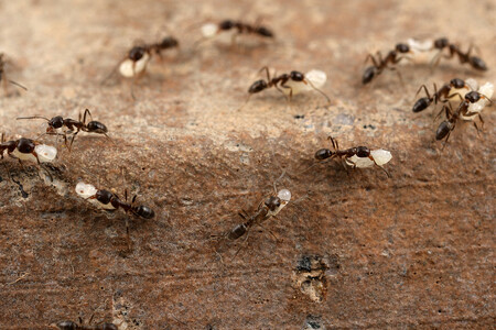 Poslední tři desetiletí se mravenec argentinský úspěšně šíří Spojenými státy, bez ohledu na rostoucí intenzitu protiopatření.