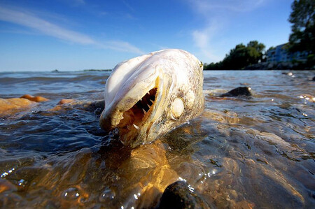 Minulý týden v Iowě naměřili ve vodě teplotu 36 °C. Pro některé ryby je taková teplota smrtící. Ilustrační foto