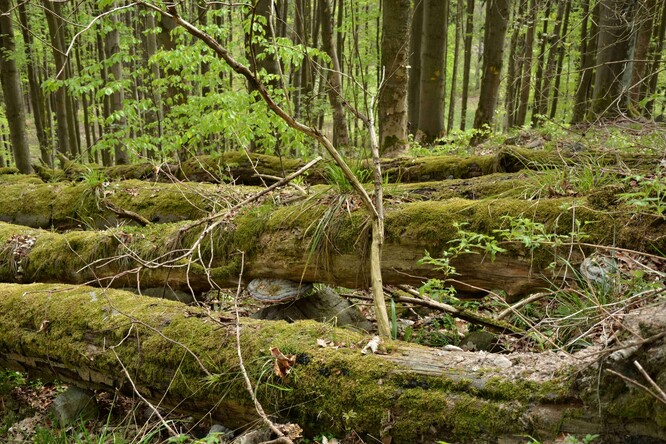 Mrtvé dřevo do přírody patří. Mrtvé dřevo do přírody patří.