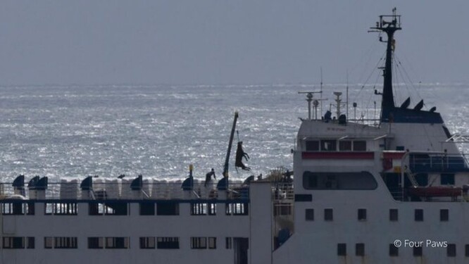 Vykládání mrtvých zvířat z lodi Elbeik. Vykládání mrtvých zvířat z lodi Elbeik.