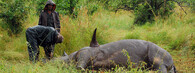 mrtvý nosorožec