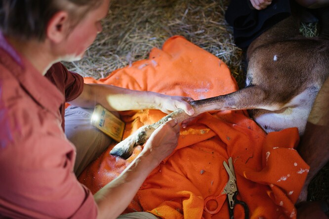 Ošetření muflona zraněného v areálu Thomayerovy nemocnice.