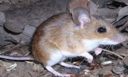 Příčinou zvýšeného výskytu hantavirózy v Česku je přemnožení hlodavců, od kterých se virus přenáší na člověka. Jde zejména o myšici lesní a myšici temnopásou, hraboše polního a norníka rudého.