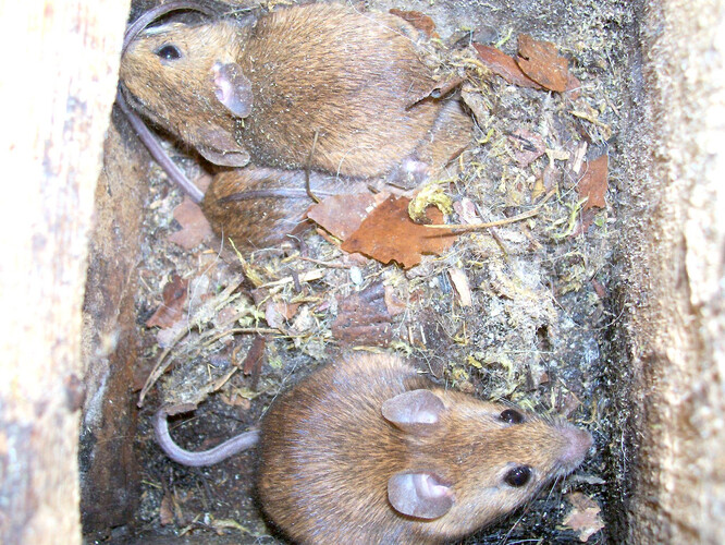 Lov myšice lesní a jiných drobných savců z polních hájků a větrolamů v letech latence hraboše umožní adultním sovám otevřené krajiny alespoň přežít.