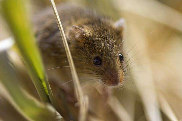 Přinejmenším jedna myš přežila nákladnou a složitou snahu o jejich vyhubení. Ilustrační snímek.