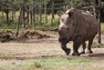 Samice Nájin v rezervaci Ol Pejeta Samice Nájin v rezervaci Ol Pejeta
