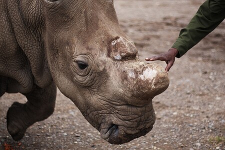 Zatímco vlézt k nosorožcům do výběhu v zoo by byla naprostá neuváženost, v Ol Pejetě je možné se k nim pod dozorem ošetřovatele přiblížit na pár metrů, za příznivé situace i na dotek. Vzhledem k velikosti nosorožců je to ale pořád dost adrenalinový zážitek