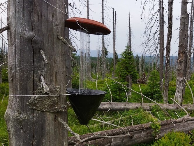 Nárazová past umístěná v terénu. Nárazová past umístěná v terénu.