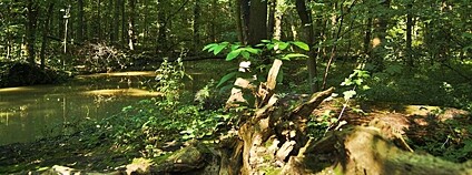 Foto: Jiří Komárek Wikimeda Commons Foto: Jiří Komárek Wikimeda Commons