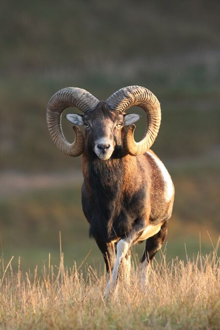 Délka rohů muflona evropského dosahuje až 90cm