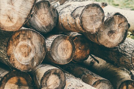 V Česku jsou podle předlohy nejrizikovější skupinou v souvislosti s nezákonnou těžbou dřeva a s jeho prodejem vlastníci lesa s výměrou do deseti hektarů. / Ilustrační foto