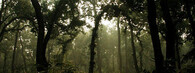 Les v Národním parku Chitwan.